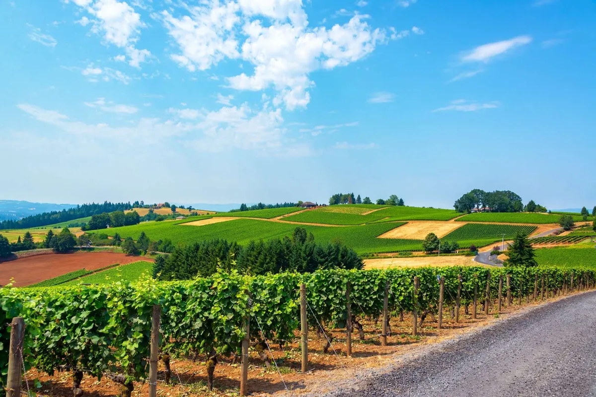This image features picturesque vineyards stretching across rolling hills beneath a soft tree line, with a classic dirt road meandering through the landscape. The tranquil mood evokes the essence of Oregon wine country and the promise of scenic wine trail adventures.